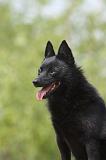 SCHIPPERKE 525